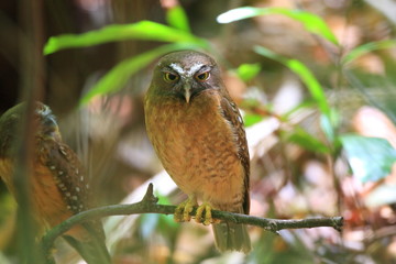 Fototapeta premium Ochre-bellied Boobook (Ninox ochracea) in Sulawesi, Indonesia