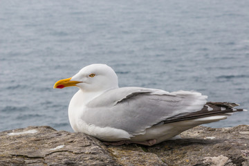 Fototapeta na wymiar Silbermöwe (Larus argentatus) Herring Gull