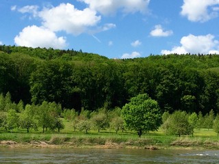 Wald am Donauufer