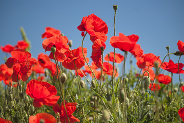 poppy field with bush and blue sky