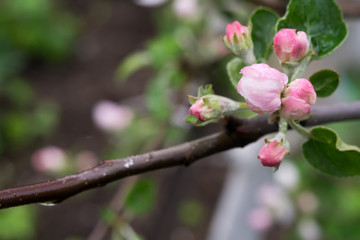 Obraz premium Apple Blossom