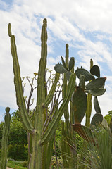 kaktus