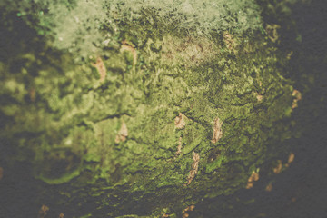 Grunge Macro of Winter Tree Bark
