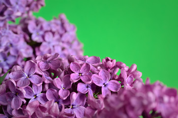 The branches of the young, blossoming lilac closeup