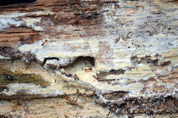 Braunglänzende Gastameise im Eichenholz