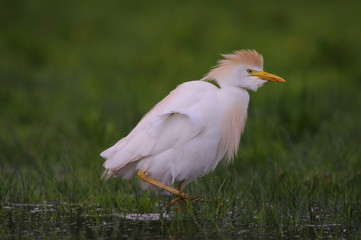 Héron garde-bœufs - L'actif