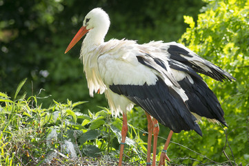 para bocianów na gnieździe © Mike Mareen