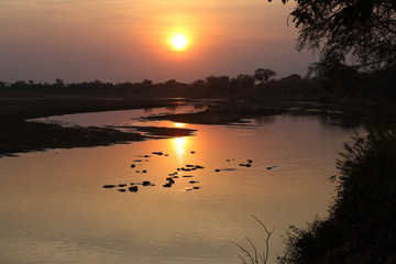 Nilpferde in Sambia