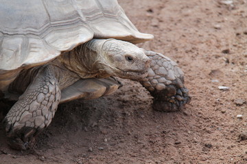 The Head and Front Legs of a Giant Earth Tortoise.