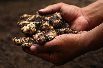 Newly harvested ginger