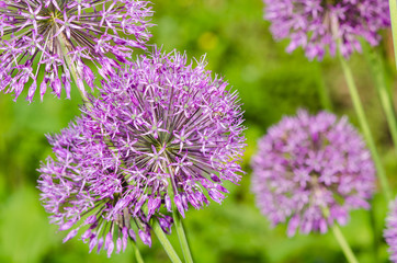 Fototapeta premium Close up of the flowers of some Chives
