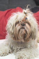 Tousled shi tzu hairy puppy dog portrait