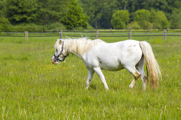 Naklejka na ściany i meble white horse on a spring pasture