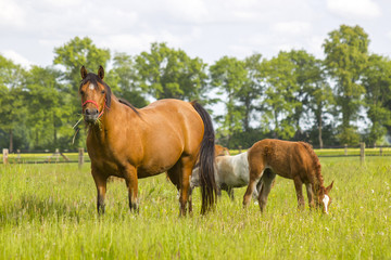  horses on a spring pasture