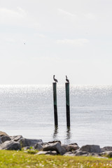 Pelicans on Backlit Posts