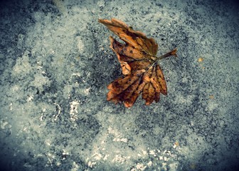 Yellow Leaf on Ice