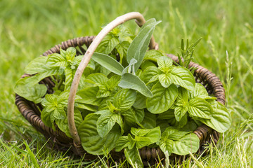 Basket with fresh herbs in herb garden