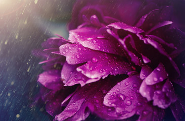 purple peonies flower