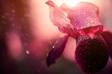 purple iris flower under rain