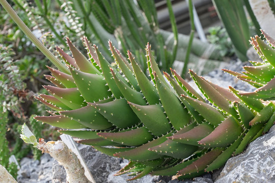 Aloe mitriformis