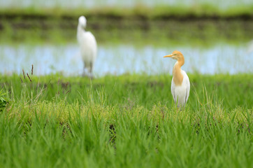 アマサギ夏羽