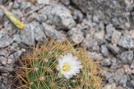 Gymnocalycium