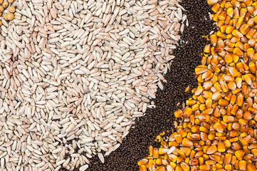 Various Agricultural Crop Seed
