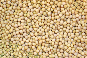 Ripe Soy Beans as Background