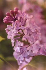 Fototapeta na wymiar A retro looking toned photo of a lilac flowers.