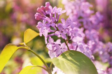Obraz premium A photo of a lilac flowers with sunny effect.
