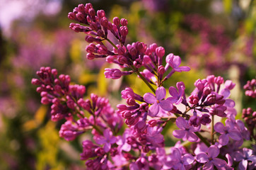 A photo of a lilac flower branch.