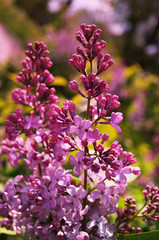 Fototapeta na wymiar A photo of a lilac flower branch.