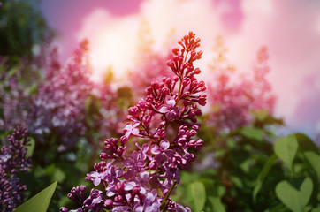 Lilac flowers with sunset (or sunrise) effect