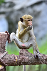 Fototapeta premium Macaque monkeys