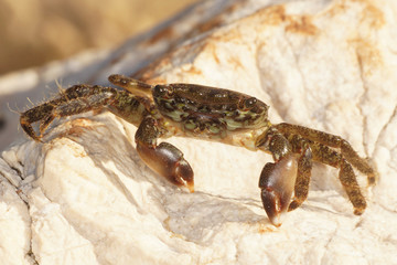 Marbled Rock Crab, Crab