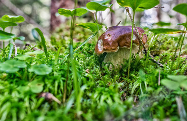 Boletus in the woods, Italy