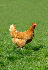 Hühnerhof - braune Henne läuft auf einer Hühnerwiese