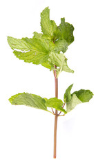 Apple mint leaves herbs over white background