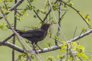 Blackbird in Hawthorn carrying Nesting Material