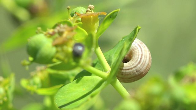 shell and ant setting on yellow flower, insect in flower, green leaves in summer garden 