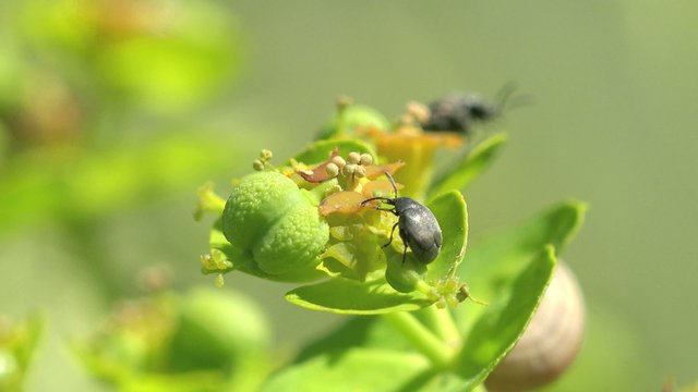 shell and ant setting on yellow flower, insect in flower, green leaves in summer garden 