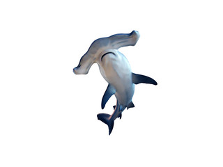 Hammerhead shark