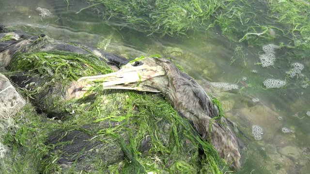 Dead bird seagull skeleton skull lies on the banks of the river to the sea green algae, ecology