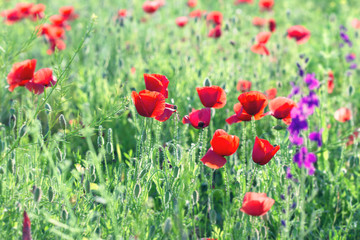 Wild red poppy flowers