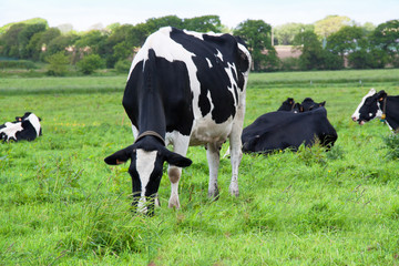 Vaches Holstein en pature