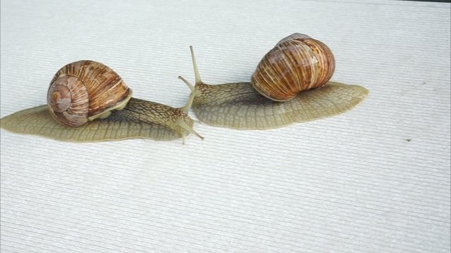 two big snails 