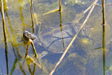 Naklejka premium Europäische Sumpfschildkröte (Emys orbicularis)