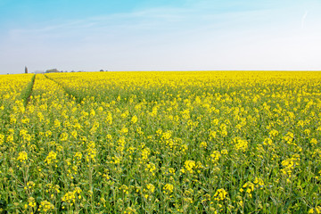Fototapeta premium Champ de colza en fleur sous ciel bleu en Picardie