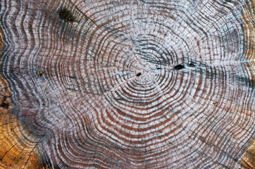 Fototapeta premium Baumstamm