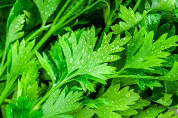 organic fresh bunch of parsley with drops closeup